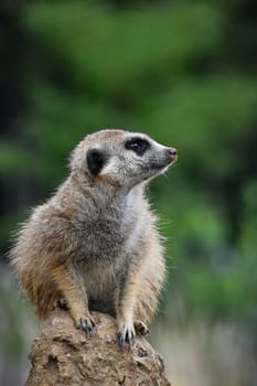 Close up side profile portrait of one meerkat sitting on a rock and looking away alerted over green background, low angle view