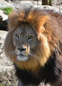 Close up portrait of cute male African lion with beautiful mane, alerted and looking at camera, low angle view