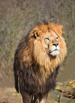 Close up portrait of cute male African lion with beautiful mane, looking away aside of at camera, low angle view