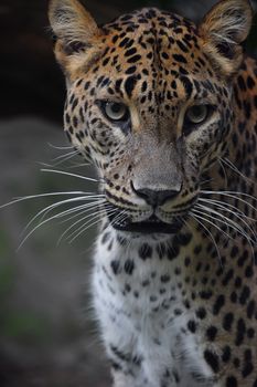 Face to face close up portrait of Persian leopard (Panthera pardus saxicolor) looking at camera, low angle view