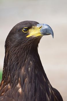 Close up profile portrait of one Golden eagle (Aquila chrysaetos) looking at camera over grey background, low angle side view