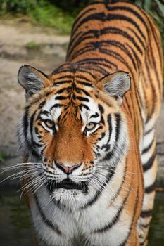 Close up front portrait of one young Siberian tiger (Amur tiger, Panthera tigris altaica) standing in water and looking at camera, high angle view