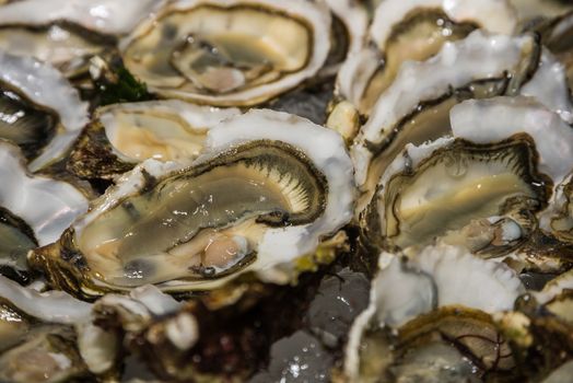Close up of raw open oysters