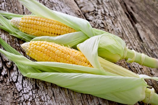 Sweet corn closeup. Fresh organic corn cob.