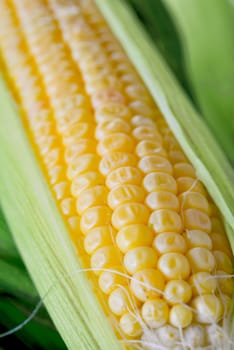 Sweet corn closeup. Fresh organic corn cob.