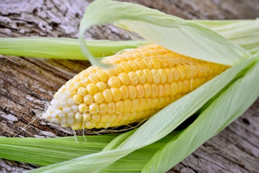 Sweet corn closeup. Fresh organic corn cob.