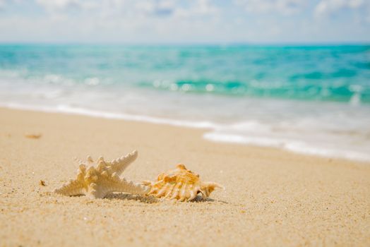 Shells and starfish on a sunny beach