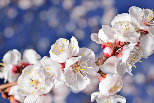 Spring Blossom. Apricot Flowers closeup