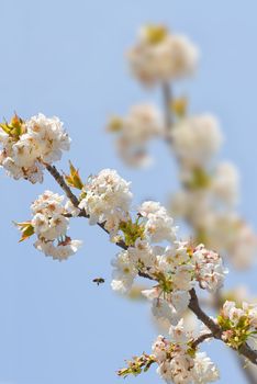 A little bee flies on cherry blossoms