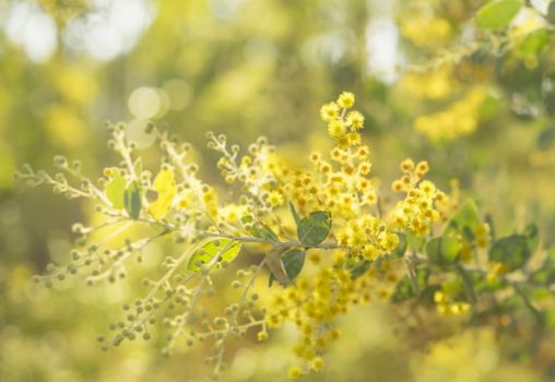 Early sunny morning in Australia bush with sunshine streaming on to golden yellow flowering Australian wattle tree