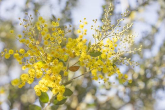 Morning in Australia bush with sunlight on australian golden yellow wattle tree blossoms