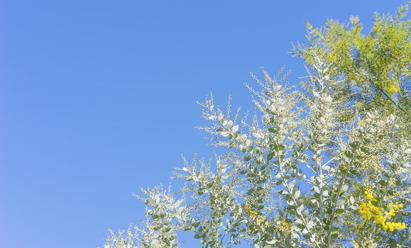 Australian Golden Wattle  and Queensland Silver Wattle trees background with blue sky copy-space