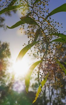 Bright sun rays shining through Australian zigzag wattle branches of  Acacia macradenia in a silhouette bush scene during early morning in winter