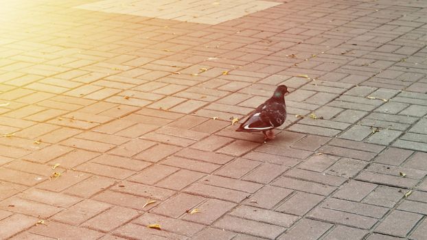 European pigeon is on the pavement slab.