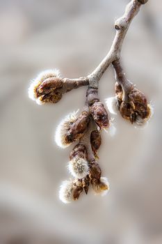 Thaw, the buds began to swell on the trees and the first puff appeared from the open kidneys