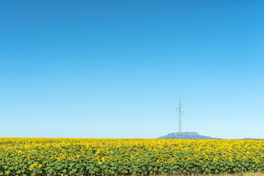 A sunflower field with a power line running through it near Westminster, a village in the Free State Province