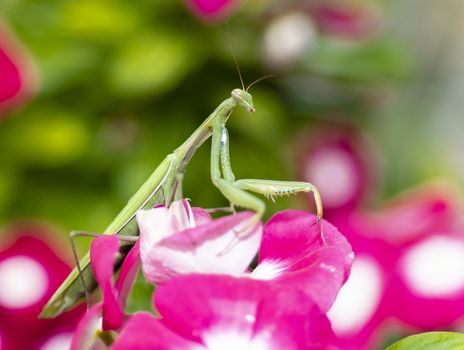 Green Praying Mantis, Mantis religiosa, sitting on a vinca flower, waiting for insects to catch them. Outside of Europe this species is also called European Mantis.