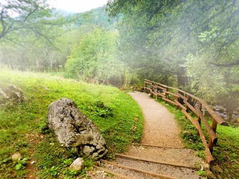 Path surounded by trees, meadows, rocks, and fog.