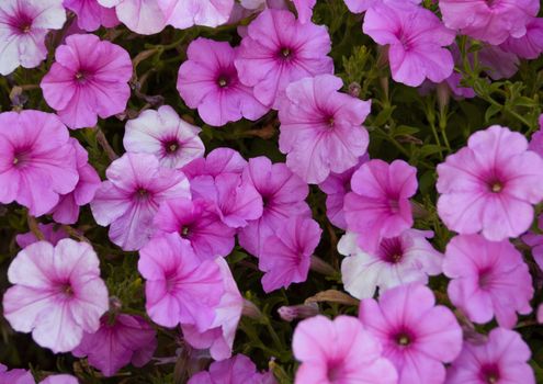 Full frame of various shades of pink petunia flowers.