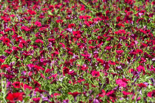 Full frame of red petunia flowers in the garden on a sunny day.