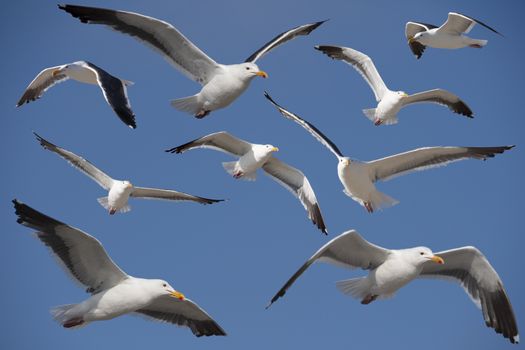 Several adult California Gulls, Larus californicus, a species of a seagull, against blue sky on a sunny day.