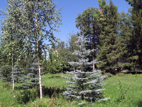  blue fur-trees of a birch and pine  