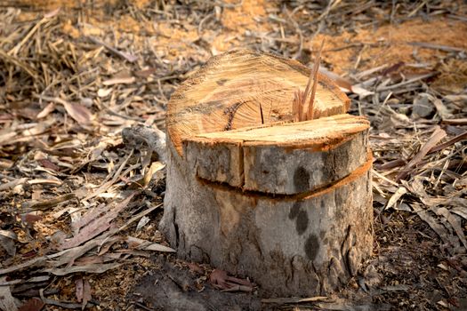 Dead Tree stump on grass. Old dead tree stump after a tree was cut down in the park.