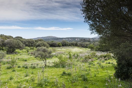 Sardinia landscape with flowers in april and a horse grazing in the green grass near the costa emeralda