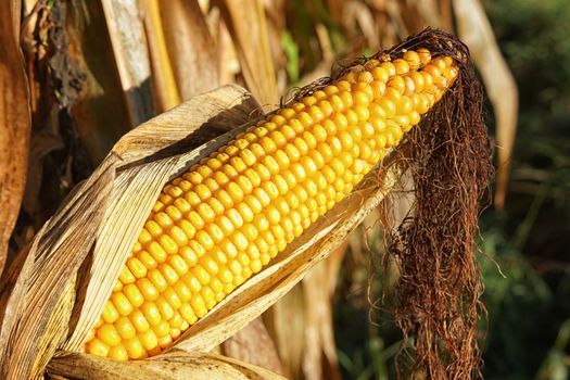 Corncob, Zea mays, fruits of autumn ready to reap