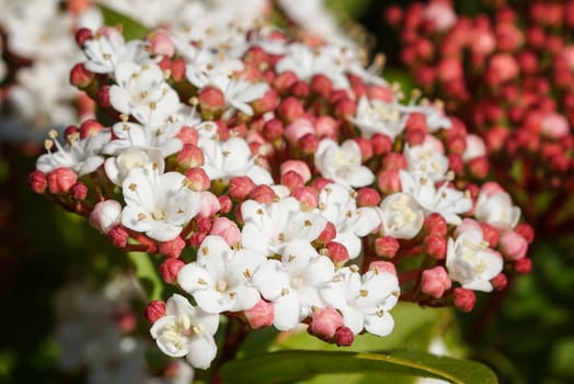 Laurustinus (Viburnum tinus), flowers of gardens