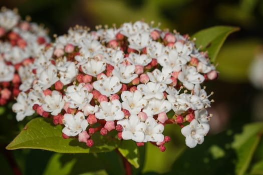 Laurustinus (Viburnum tinus), flowers of gardens