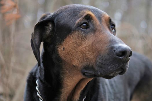 Beautiful pic taken during hike with dog(Remy).