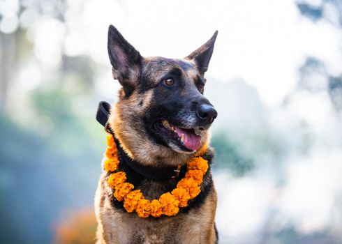 German shepherd with a marigold garland being worshiped during Kukur Tihar (dog Deepawali) in Kathmandu, Nepal