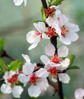 The blossoming felt (Chinese) cherry (Prunus tomentosa L.) Macro