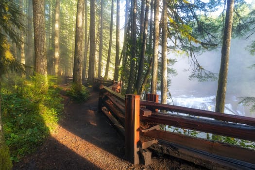 Lower Leis River hikng trail in Washington State with afternoon sunlight