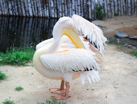 Peach white bird pelican with big yellow peak neb cleans up feather wings in zoo