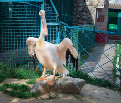 Peach white bird pelican with big yellow peak neb cleans up feather wings in zoo