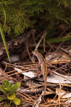 Brown anole lizard Anolis sagrei climbs on grass and leaves in Immokalee, Florida