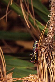 Juvenile Brown and yellow Eastern lubber grasshopper Romalea microptera also called Romalea guttata climbs on grass and leaves in Immokalee, Florida