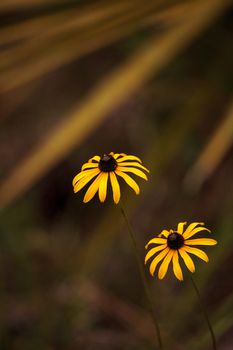 Gloriosa Daisy black-eyed susan flower blooming in the woods in Immokalee, Florida