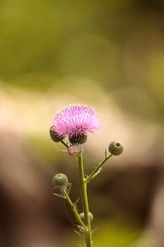 Pink flower of a thistle plant Carduus horridulum blooming in the woods in Immokalee, Florida