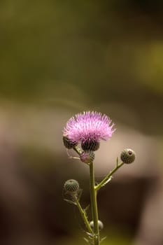 Pink flower of a thistle plant Carduus horridulum blooming in the woods in Immokalee, Florida