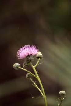 Pink flower of a thistle plant Carduus horridulum blooming in the woods in Immokalee, Florida