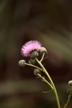 Pink flower of a thistle plant Carduus horridulum blooming in the woods in Immokalee, Florida