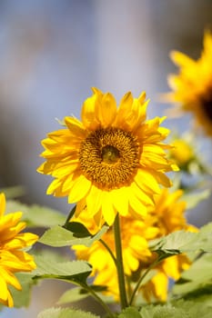 Bright yellow Vincent fresh sunflower Helianthus annuus blooms in an organic garden in Naples, Florida