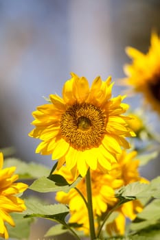 Bright yellow Vincent fresh sunflower Helianthus annuus blooms in an organic garden in Naples, Florida