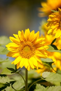 Bright yellow Vincent fresh sunflower Helianthus annuus blooms in an organic garden in Naples, Florida