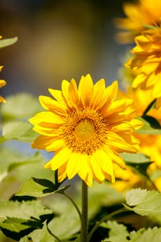 Bright yellow Vincent fresh sunflower Helianthus annuus blooms in an organic garden in Naples, Florida