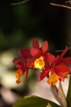 Orange and yellow bamboo orchid flower called Arundina graminifolia is often found in Malaysia and the Himalayas.