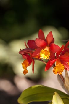 Orange and yellow bamboo orchid flower called Arundina graminifolia is often found in Malaysia and the Himalayas.